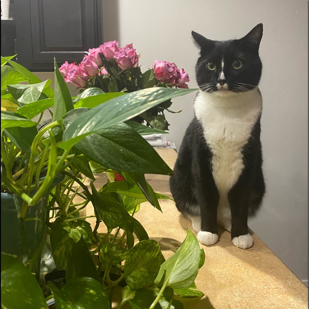 Meet your Posher, Yadira